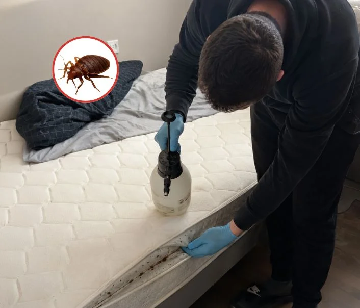 Technicien traitant un matelas contre les punaises de lit à Le Vésinet